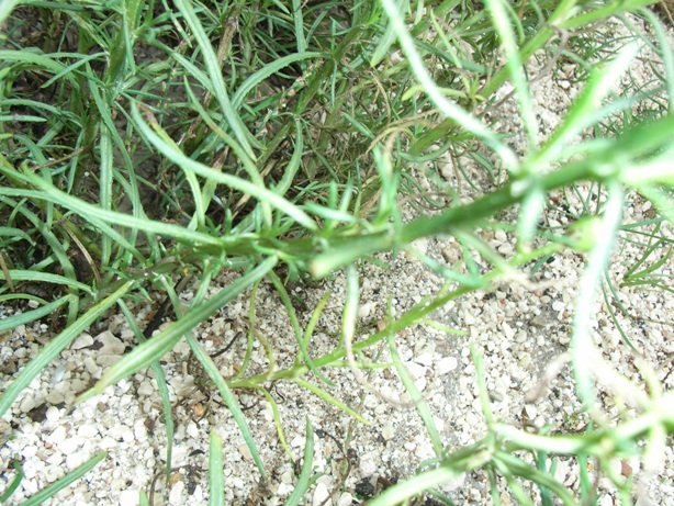 Senecio inaequidens / Senecione sudafricano